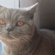 Image for article titled I Adore Him; He Tolerates Me: The Blessing of My Emotionally Unavailable Cat